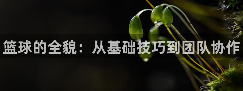 杏悦体育官网入口登录